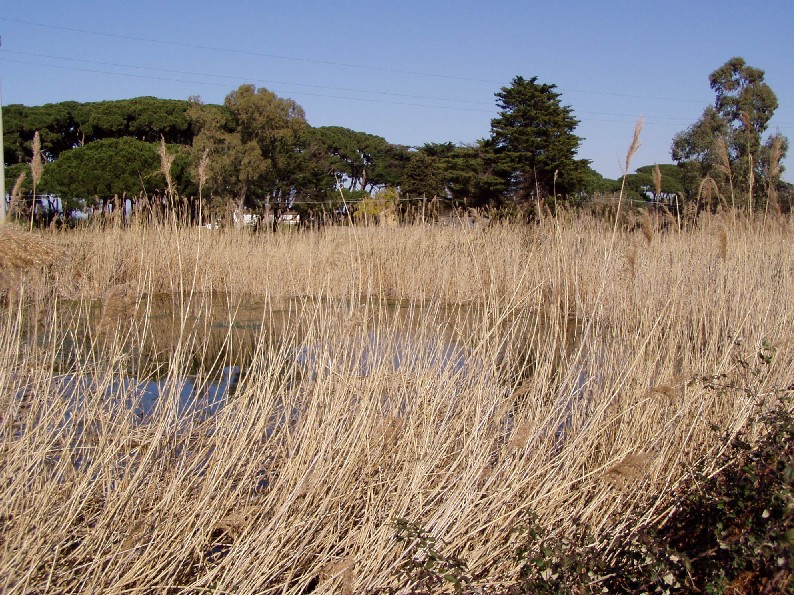 I fossi e lo stagno di Baratti (Piombino - LI)
